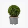 product-image-4_optimized Odio Pellentesque